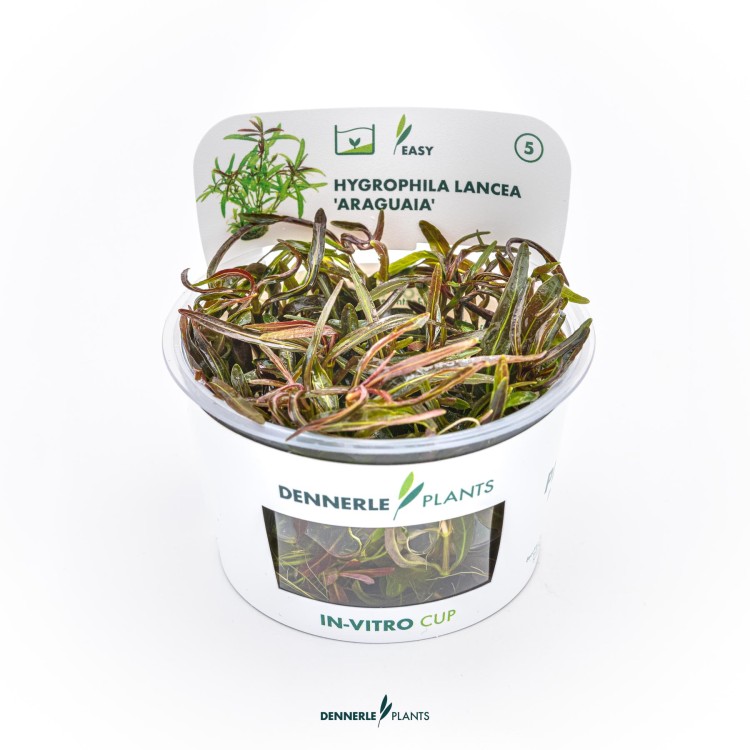 Dennerle Hygrophila lancea Araguaia In-Vitro - imagine 5